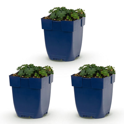 Green boutiQ - Perennial - Geranium sang. Max Frei - Cranesbill - Ground Cover - Pink - 3 Plants - Pot 11cm - Height 15-25cm