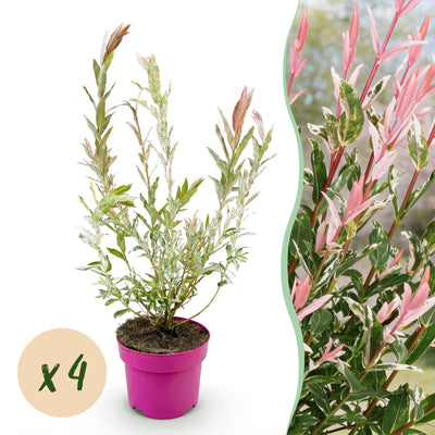 4x - Salix Flamingo - Ø17cm - ↕40-50cm