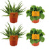 4er Set: Aloe Spider & Peperomia Rana Verde, Ø10,5cm Bild 1