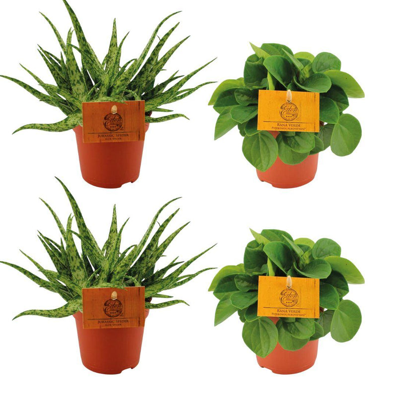 4er Set: Aloe Spider & Peperomia Rana Verde, Ø10,5cm