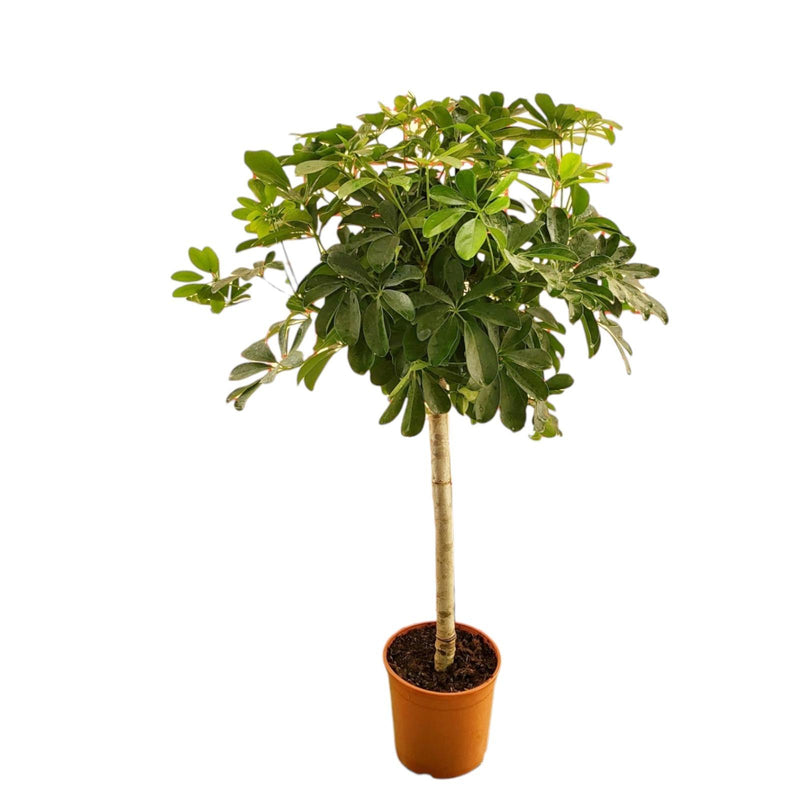 Schefflera Stamm - 130 cm - Elegante Grünpflanze für Ihr Zuhause