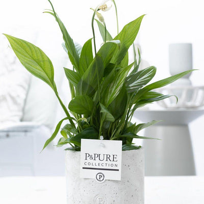 Spathiphyllum Einblatt im P&PURE Jade Keramiktopf Ø 12 cm