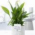 Spathiphyllum Einblatt im P&PURE Jade Keramiktopf Ø 12 cm Bild 2