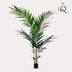 Kentia Palm Artificial Plant 150cm – Tropical Flair Without the Maintenance Bild 3