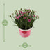 Dianthus Pink Kisses 17cm Topf, 40cm Höhe, Pink-Lila Blüten Bild 2
