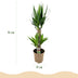 Green boutiQ - Zimmerpflanze - Yucca elephantipes - Yucca - Pflegeleicht - Grün - 1 - Topf 17cm - Höhe 75cm Bild 3