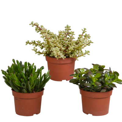 Crassula-Mischung: 3 Sukkulenten im Mini-Baum-Look, 10,5 cm