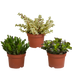 Crassula-Mischung: 3 Sukkulenten im Mini-Baum-Look, 10,5 cm Bild 1