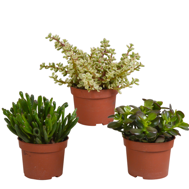 Crassula-Mischung: 3 Sukkulenten im Mini-Baum-Look, 10,5 cm