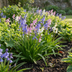 320x Hyacinthoides Hispanica Mix - Spanische Blausterne für Ihren Garten Bild 2