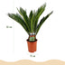 Green boutiQ - Zimmerpflanze - Cycas revoluta - Palmfarn - Wenig Pflege - Grün - 1 - Topf 17cm - Höhe 70cm Bild 3
