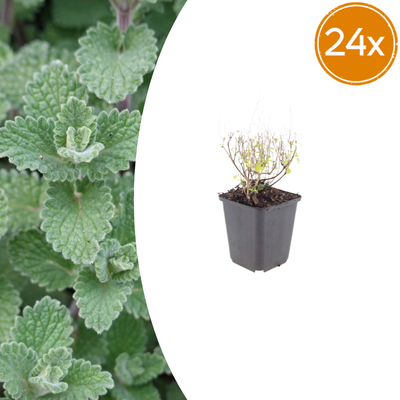 24x Calamintha n. nepeta (10-25cm) - Mediterrane Duftpflanze