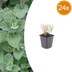24x Calamintha n. nepeta (10-25cm) - Mediterrane Duftpflanze Bild 1