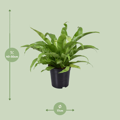 Asplenium Antiquum Vogelnestfarn Ø17cm – Exotische Zimmerpflanze für Zuhause
