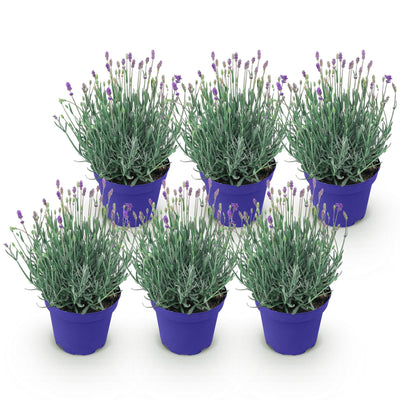 Lavendel 'Hidcote' - 6x Winterharte Pflanzen im 12cm Topf