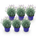 Lavendel 'Hidcote' - 6x Winterharte Pflanzen im 12cm Topf Bild 2