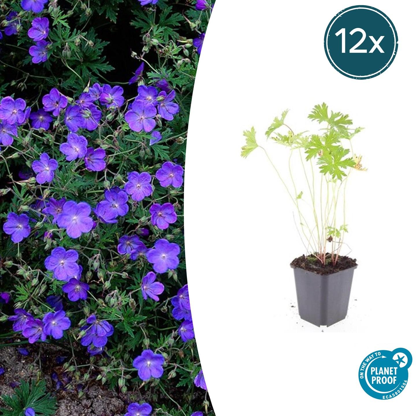 Geranium 'Johnson's Blue' Staude - 10-25cm - Ø9cm