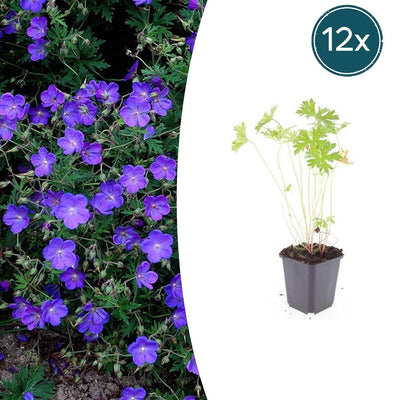 Geranium 'Johnson's Blue' Staude - 10-25cm - Ø9cm
