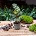 Calathea Makoyana (Peacock Plant) - Pot size 6 Bild 4