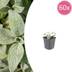 Stachys byzantina 'Silver Carpet' - Silber-Teppich-Zypresse Bild 1