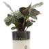 Ctenanthe Burle Marxii „In Illusion“ – Ø 12 cm – 25 cm Topfhöhe Bild 1