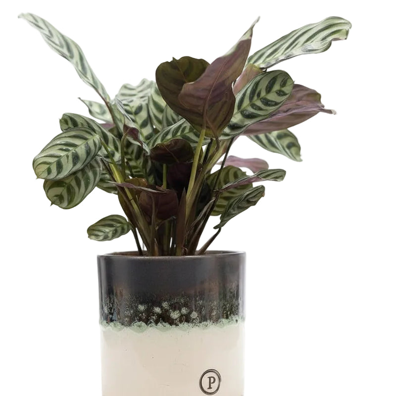 Ctenanthe Burle Marxii „In Illusion“ – Ø 12 cm – 25 cm Topfhöhe
