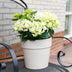 Hortensie Magical Nobless Weiß, 6-10 Blüten, Topf 23cm Bild 5