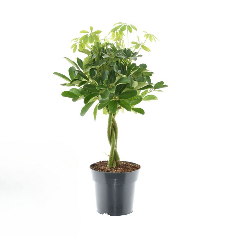 Schefflera Compacta Nora - Indoor Pot Plant - Ø17cm - H60cm