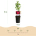 GreenboutiQ - Kletterrose - Rosa Paul Scarlet Climber - Blüte Rot - Wenig Pflege - 2 Pflanzen - Topf 11cm Höhe 40cm Bild 3