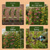 Passiflora Rainbow Kletterpflanze - Weiß, Rosa, Lila - Ø9cm Bild 7