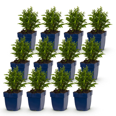 Green boutiQ - Perennial - Aster (D) Snow Cushion - Sea Aster - Bee and Butterfly Attractors - White - 12 Plants - Pot 11cm - Height 15-25cm