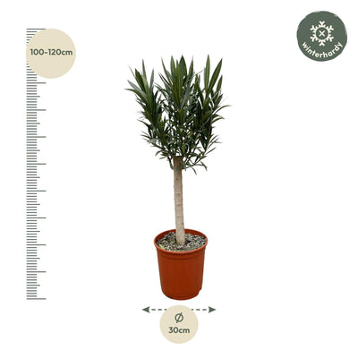 Standard Nerium Oleander, red flower - 110 cm