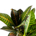 Codiaeum 'Croton' Petra mit Korb Ø21cm - ↕60 - 80cm Bild 3