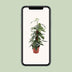 Epipremnum Pinnatum Cebu Blue: Elegant Houseplant with Blue-Green Leaves Bild 5