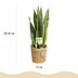 Sansevieria Laurentii (2 Pflanzen) mit Korb - Pflegeleicht Bild 3