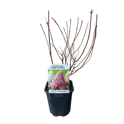 GreenboutiQ - Rispenhortensie - Hydrangea panniculata Vanille Fraise - Blüte Weiß Rosa - 1 Pflanze - Laubabwerfend - Große Blumen - Topf 17cm Höhe 50cm