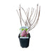 GreenboutiQ - Rispenhortensie - Hydrangea panniculata Vanille Fraise - Blüte Weiß Rosa - 1 Pflanze - Laubabwerfend - Große Blumen - Topf 17cm Höhe 50cm Bild 3
