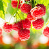 Himbeerpflanze 'Ottawa' - Rote Himbeeren, 2 Pflanzen, 50cm Bild 5