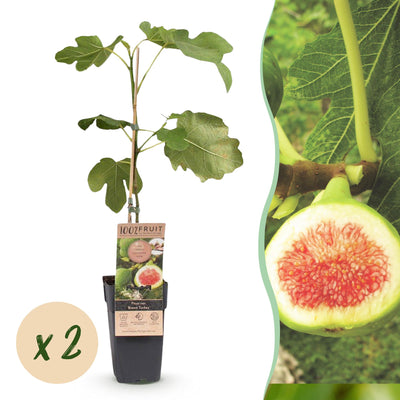 Feigenbaum 'Brown Turkey' - 2 Pflanzen, Topf 15cm, 50cm hoch