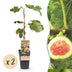 Feigenbaum 'Brown Turkey' - 2 Pflanzen, Topf 15cm, 50cm hoch Bild 1