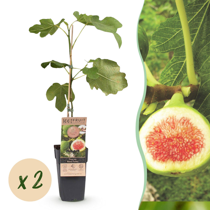 Feigenbaum 'Brown Turkey' - 2 Pflanzen, Topf 15cm, 50cm hoch