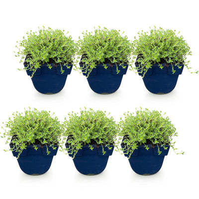 Green boutiQ - Stauden - Thymus praecox Albiflorus - Weiße Kriech-Thymian - Duftend - Weiß - 6 Pflanzen - Topf 11cm - Höhe 15-25cm