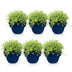 Green boutiQ - Perennials - Thymus praecox Albiflorus - White Creeping Thyme - Fragrant - White - 6 Plants - Pot 11cm - Height 15-25cm Bild 2