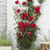 Rote Rose 'Crazy in Love' - Ø15cm Topf, 65cm hoch Bild 5