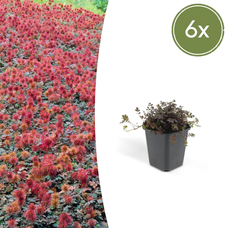 Acaena microphylla 'Kupferteppich' Staude im 9cm Topf, 10-25cm