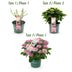 Hortensie Magical Revolution Pink: 6-10 Blüten, 55cm, Topf 23cm Bild 4
