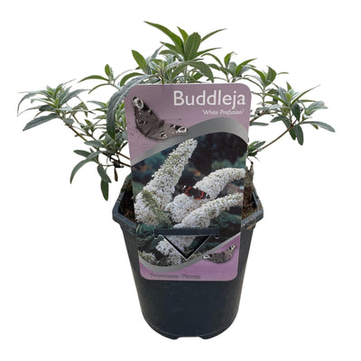 GreenboutiQ Schmetterlingsstrauch 'White Profusion' - Weiß - Topf 17cm