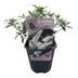 Green boutiQ - Garden Plant - Buddleja davidii White Profusion - Butterfly Bush - Winter Hardy - White - 1 Plant - Pot 17cm - Height 45cm Bild 2