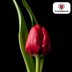 Tulpenbollen Ile de France – 20 Stück | KH Bloembollen® | Dieprode Tulp – Klassiek, Krachtig & Elegant – Voor Tuin of Pot – Maat 11/12 – Vers van de Teler Bild 4