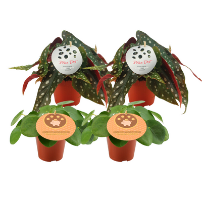 2x Pilea Peperomioides + 2x Begonia Maculata, Set (Ø12cm)